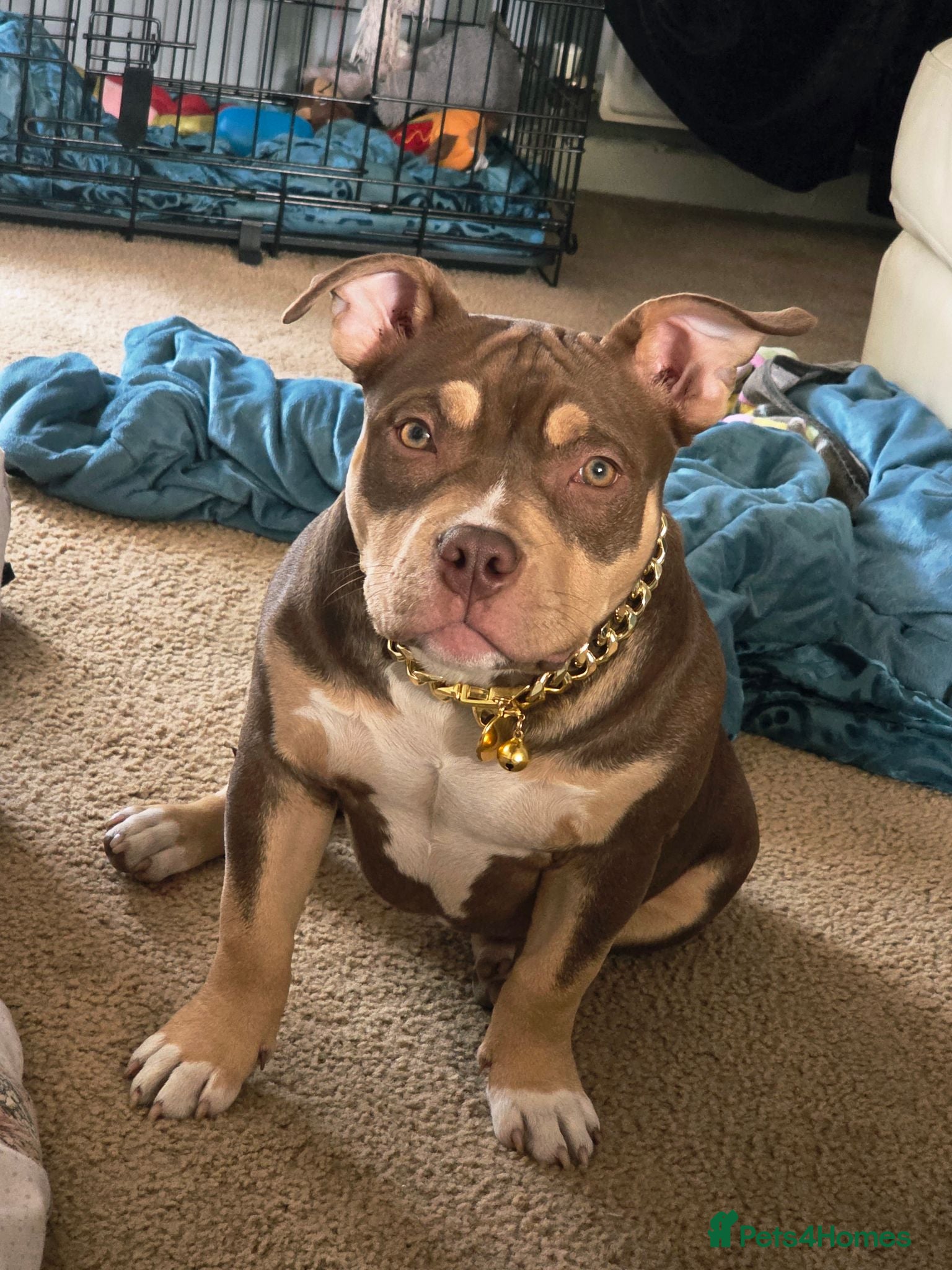 American Bully dogs Pocket Bully Female  - Advert 2