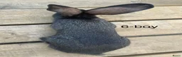Continental Giant rabbits for sale: Beautiful pure bred continental giants - Advert 4