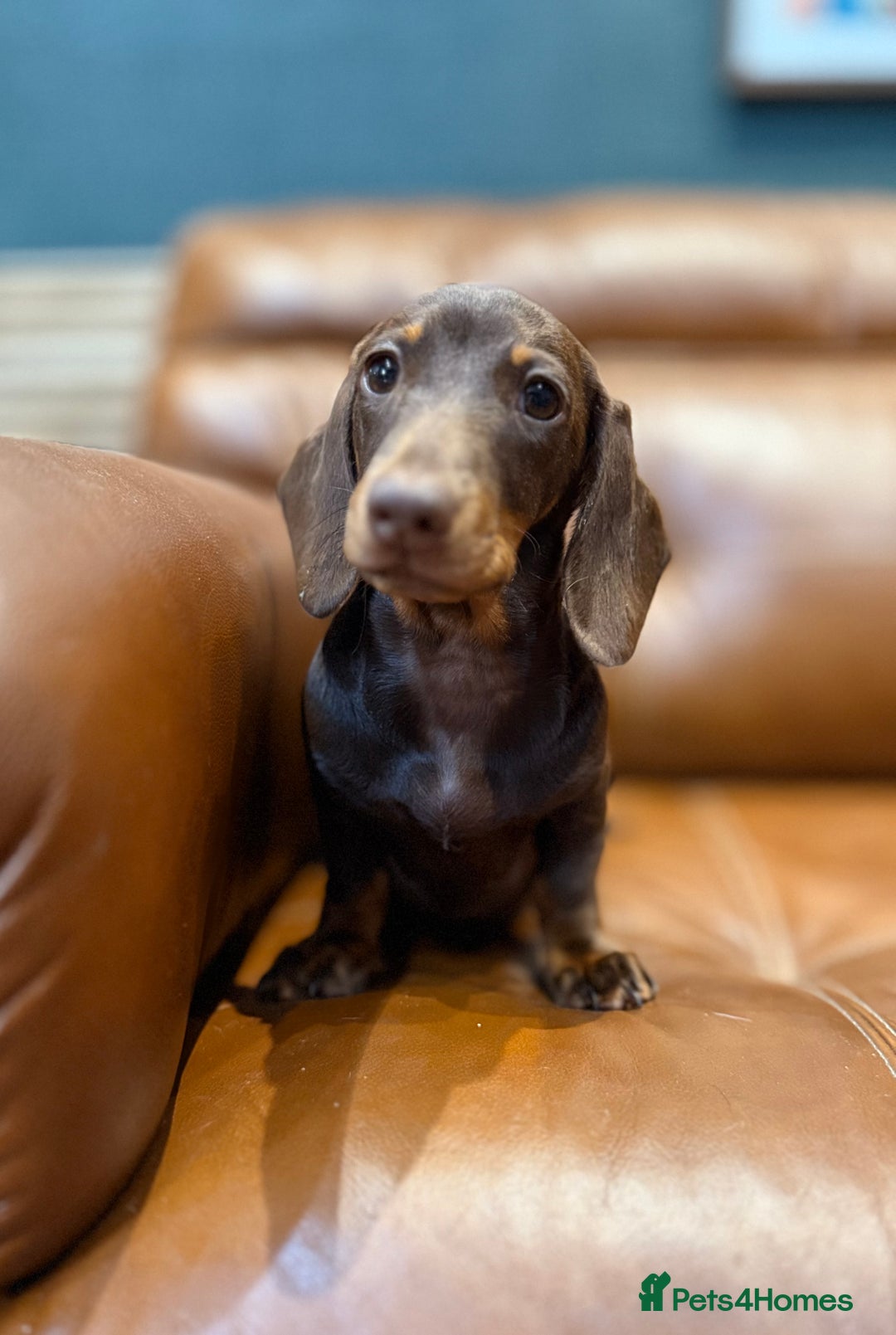 Miniature Dachshund dogs for sale: Available puppies at DELLM DAXIES 🐶 - Image 5