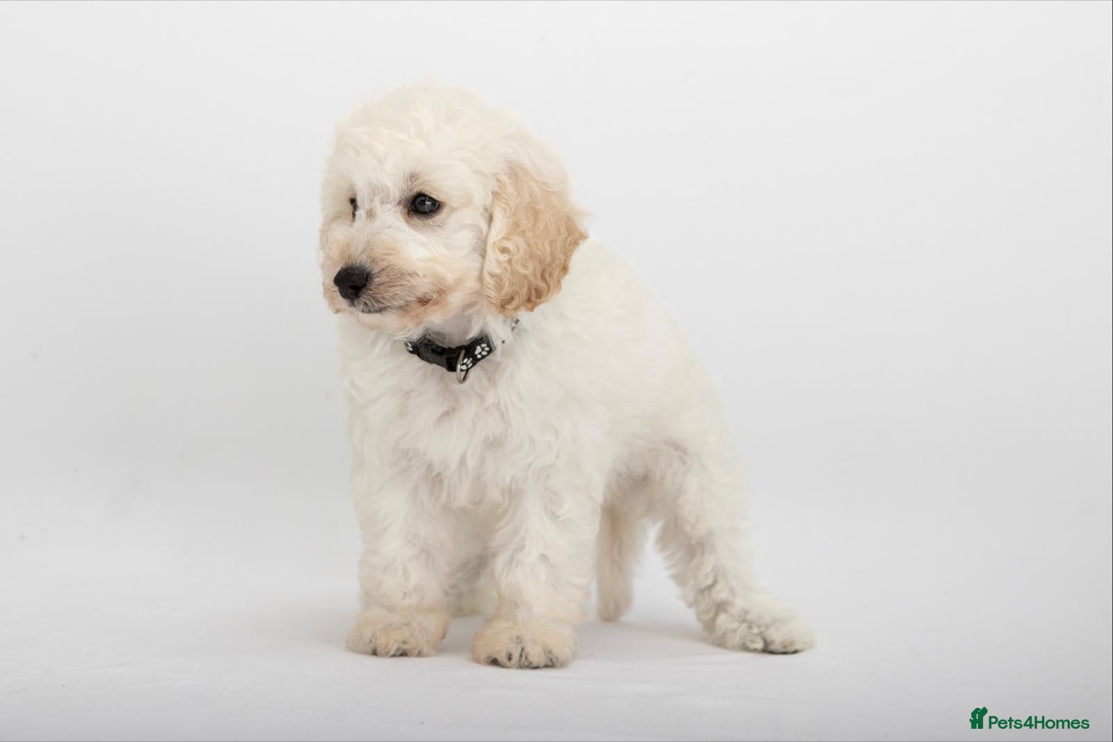 Labradoodle dogs DNA health tested stunning labradoodles - Advert 11