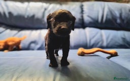 Cockapoo dogs for sale: 🐶🐾PLEASE READ THE FULL ADVERT🐾🐶 - Image 28