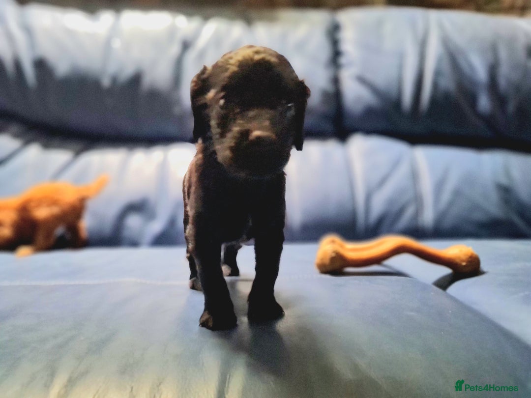 Cockapoo dogs for sale: 🐶🐾PLEASE READ THE FULL ADVERT🐾🐶 - Image 28