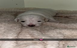 Mixed Breed dogs for sale: Beautiful cocker jack puppies  - Image 6