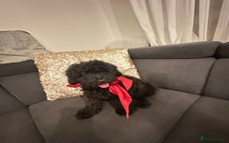 Cockapoo dogs for sale: Cockapoo Puppy – 9 Weeks  - Image 3