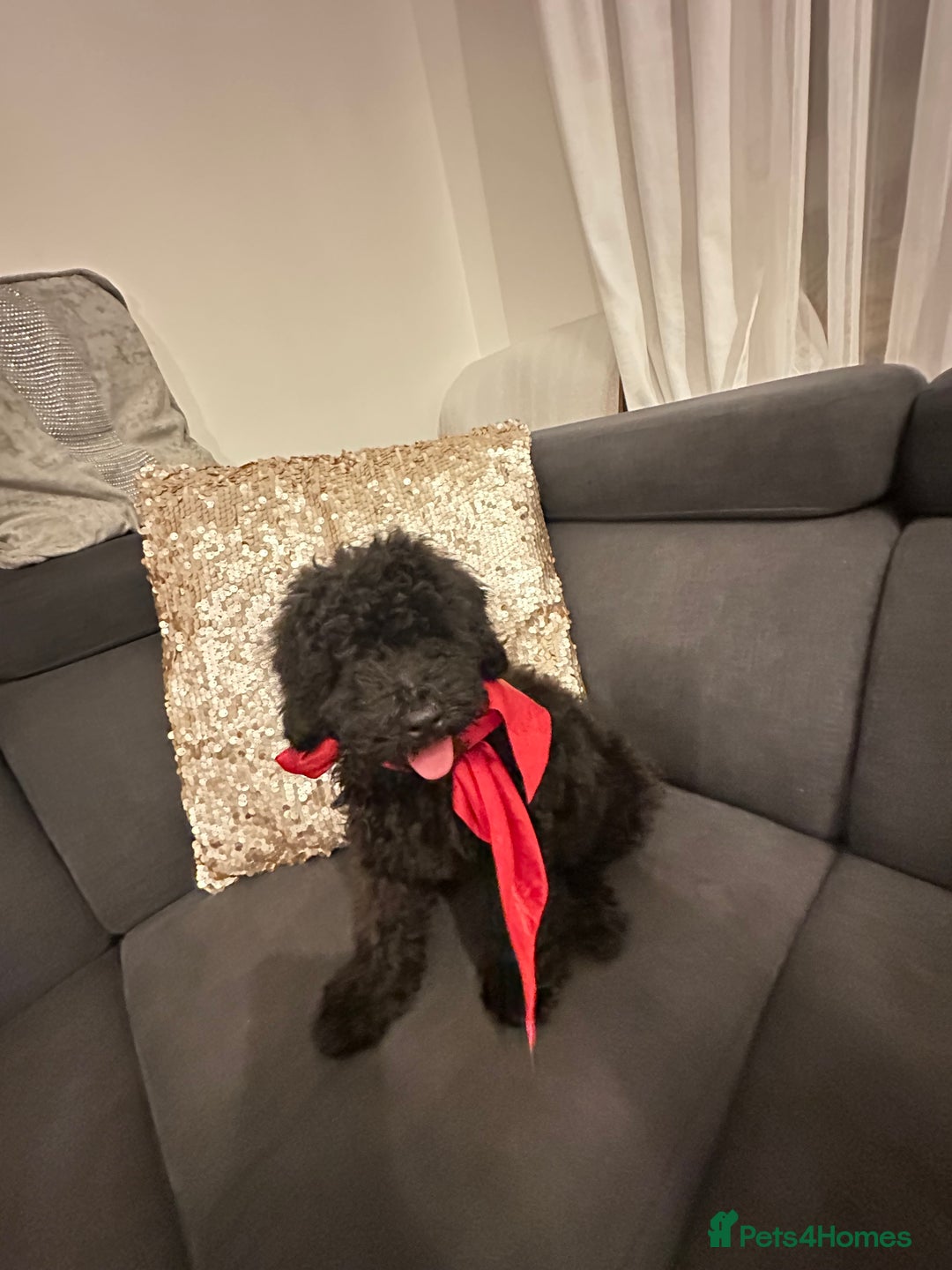 Cockapoo dogs for sale: Cockapoo Puppy – 9 Weeks  - Image 3