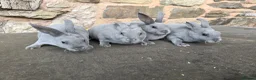Rex rabbits for sale: Beautiful Baby  Blue mini Rex Rabbits  - Advert 5