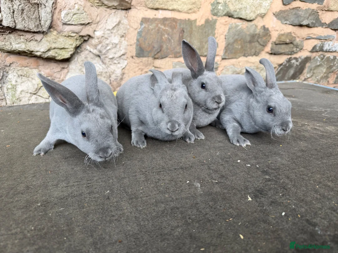 Rex rabbits for sale: Beautiful Baby  Blue mini Rex Rabbits  - Advert 5