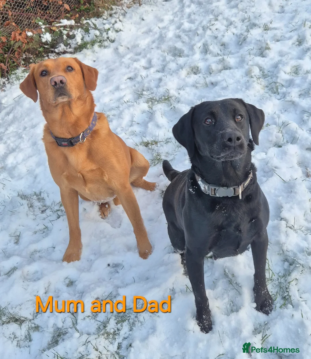 Labrador Retriever dogs for sale: Beautiful Black Labrador Puppies - Advert 2