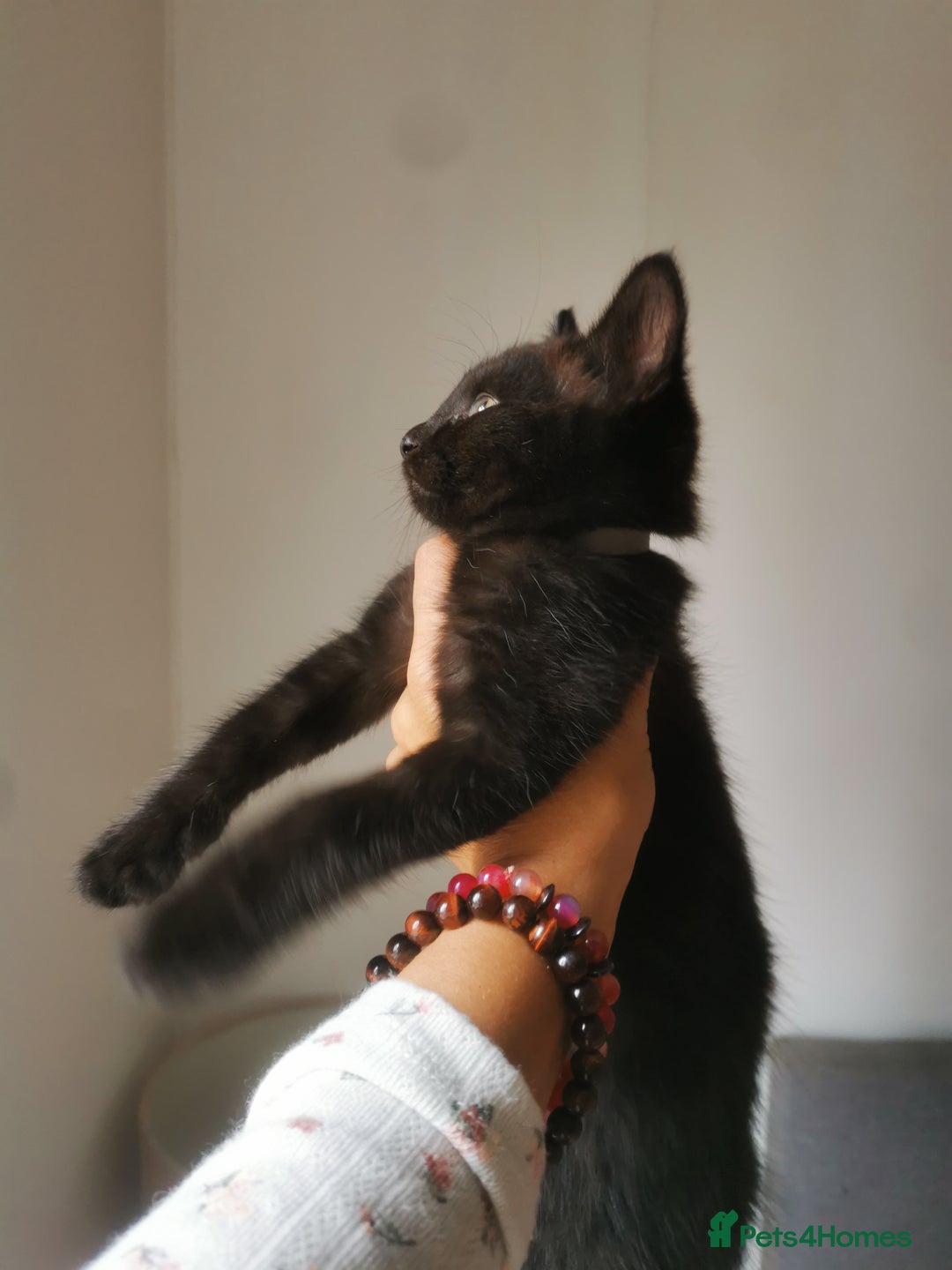 Bombay cats for sale: 6 beautiful Bombay kittens  - Image 4