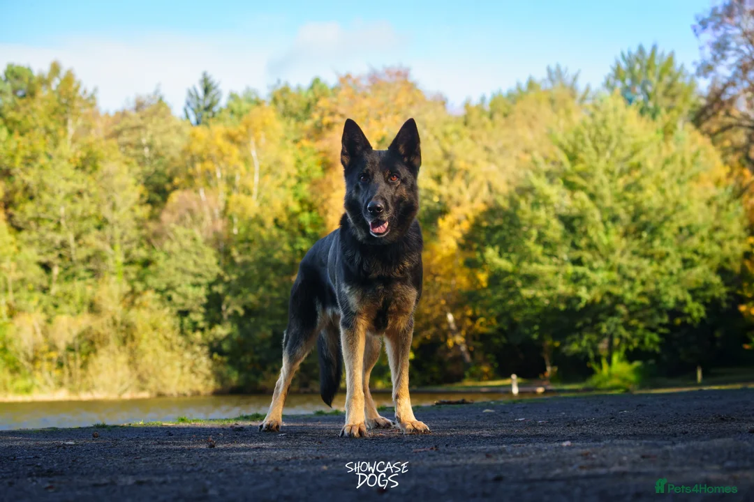 German Shepherd dogs for sale: KC Registered Working Line German Shepherd Puppies - Advert 7