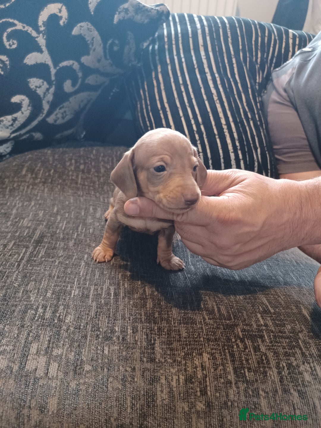 Dachshund dogs for sale: Stunning litter of minature dachshund puppies  - Image 6