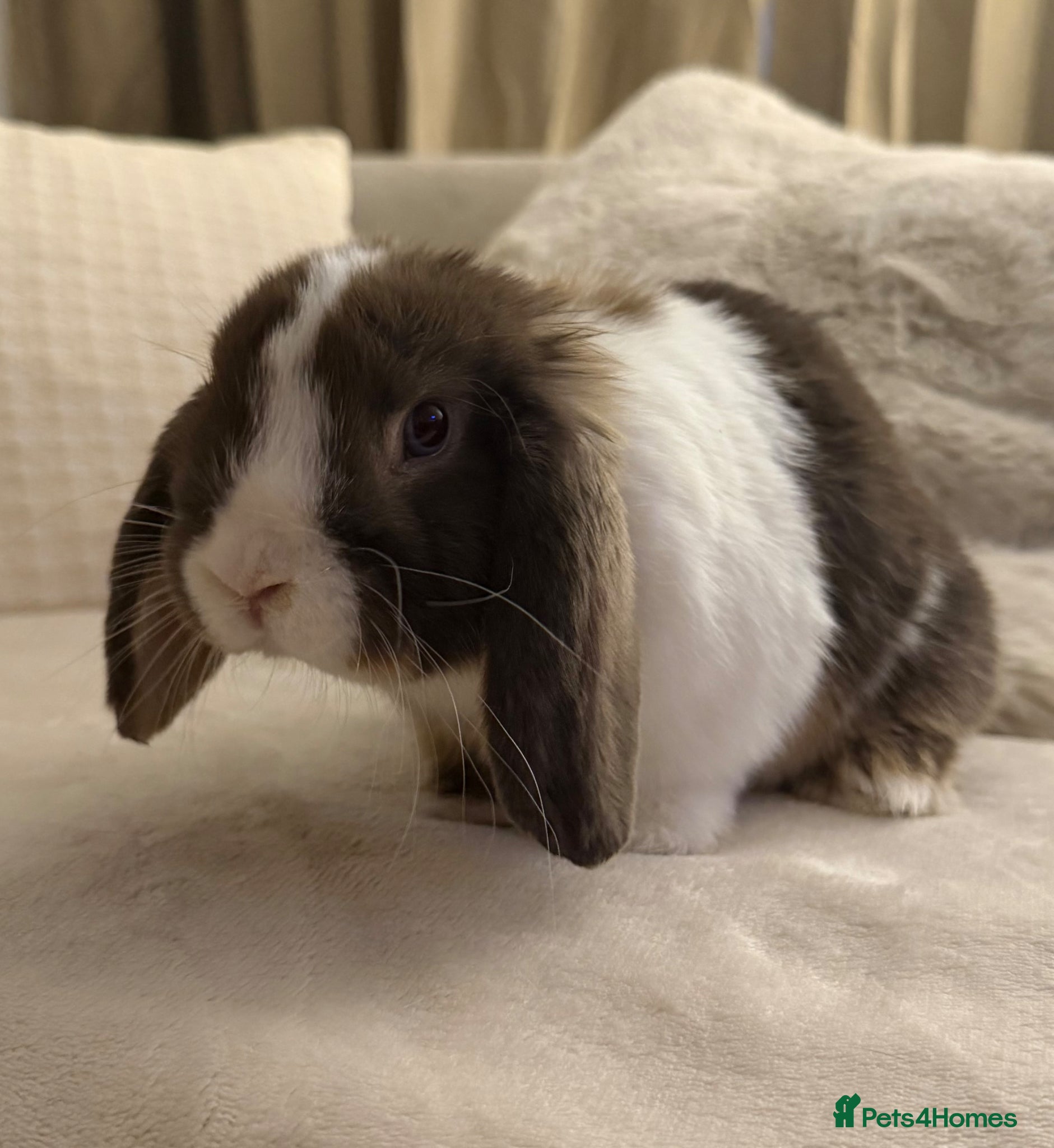 Mini Lop rabbits mini lop boy  - Advert 19