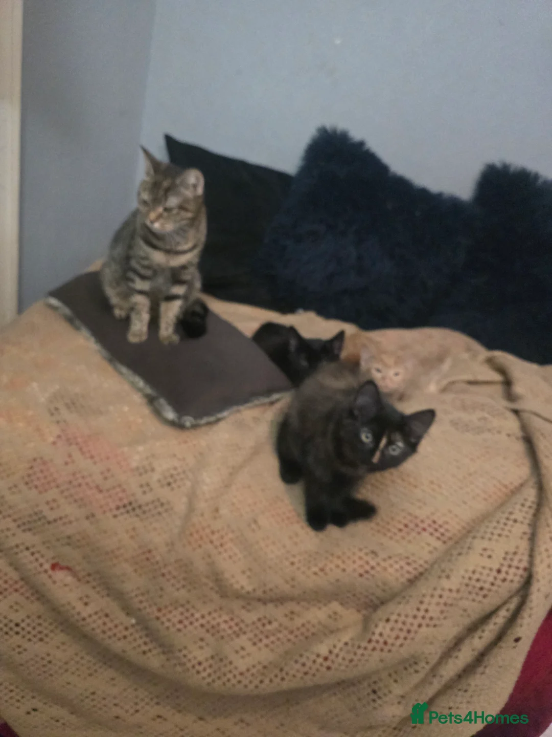 Mixed Breed cats for sale: Kittens for sale  - Advert 1