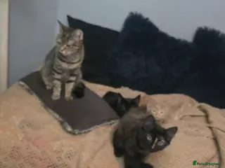 Mixed Breed cats Kittens for sale - Advert 1