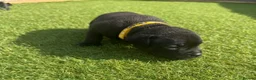 Staffordshire Bull Terrier dogs for sale: KC Registered Red/Brindle Staffy Puppies - Advert 9