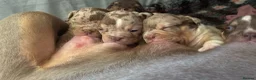 English Bulldog dogs for sale: Old English bulldogges - Advert 9