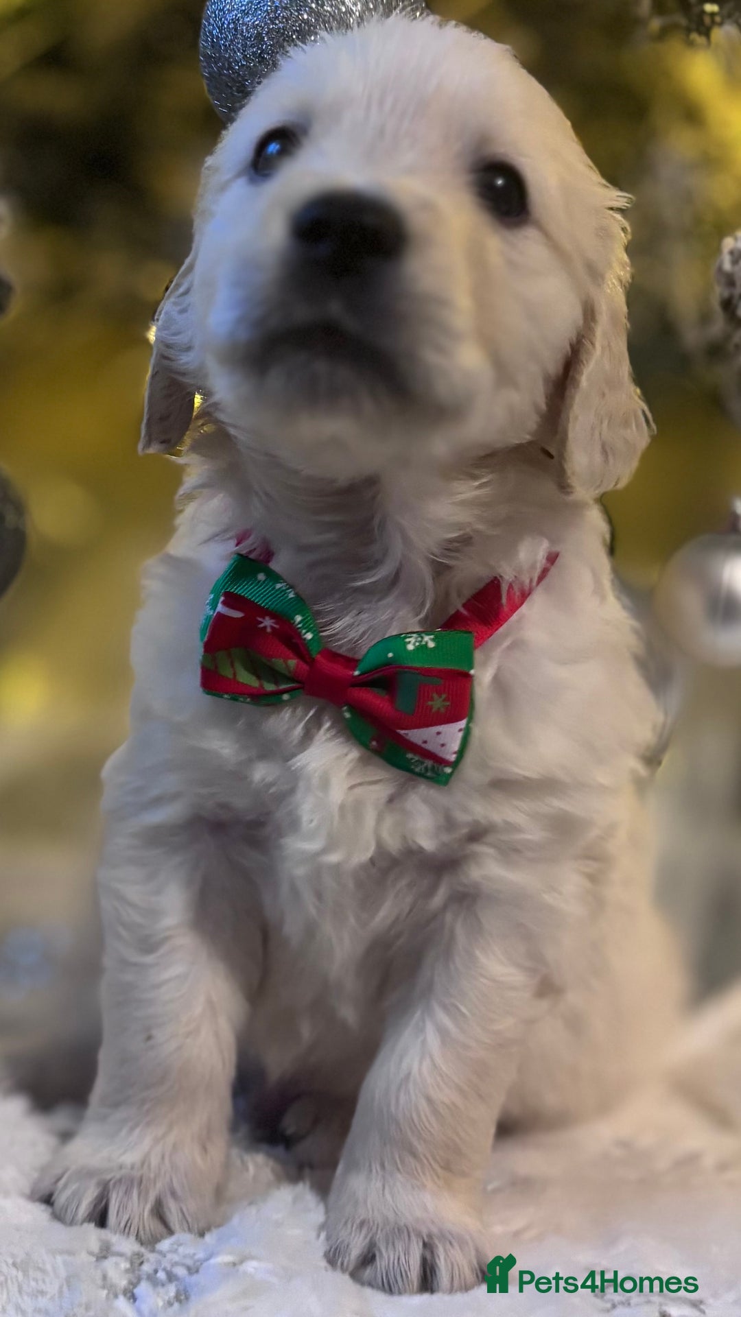 Golden Retriever dogs for sale: champion lines kc golden retriever puppies  - Advert 7