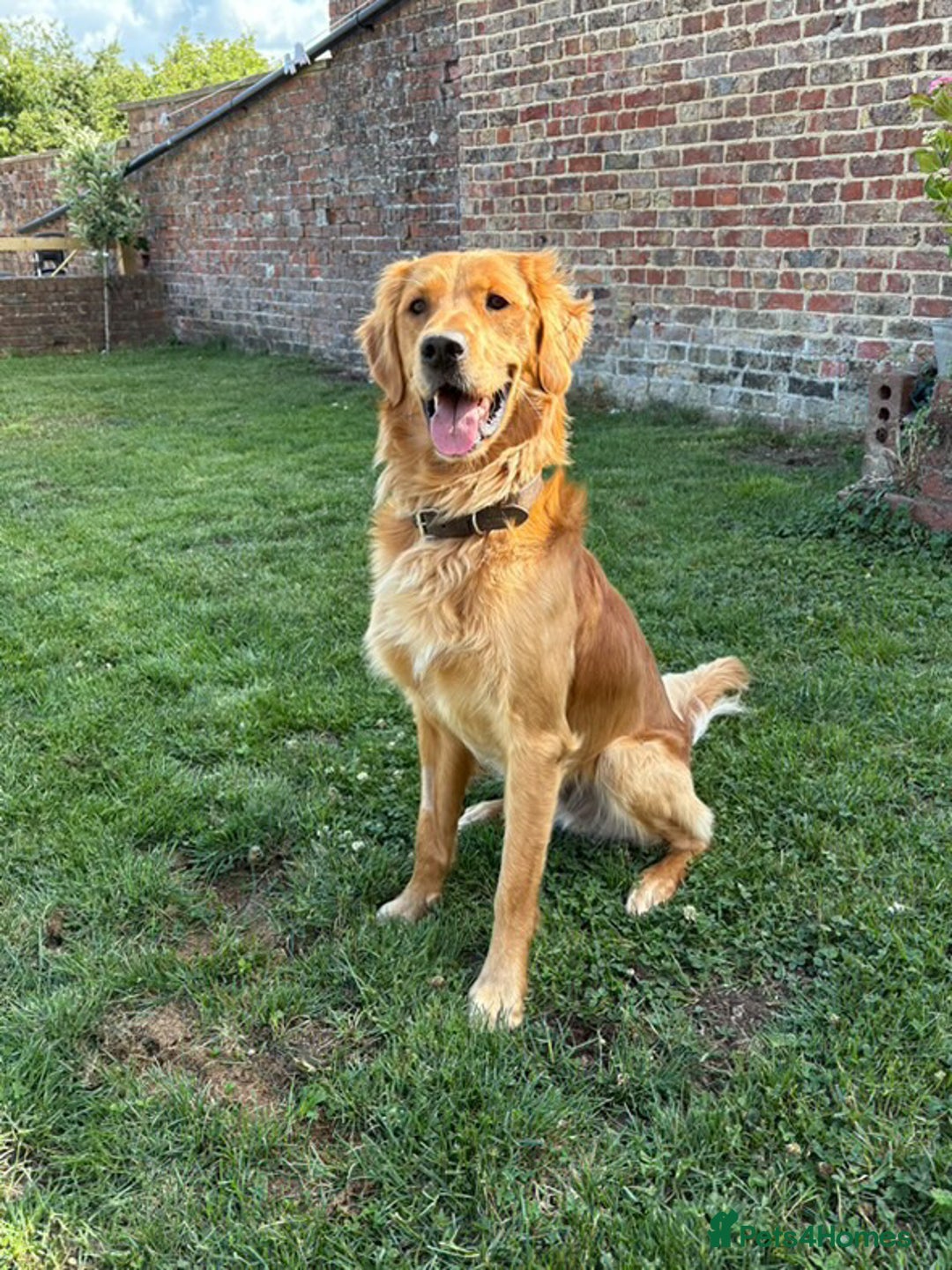 Golden Retriever dogs for sale: Gorgeous Golden Retriever Male  - Image 5