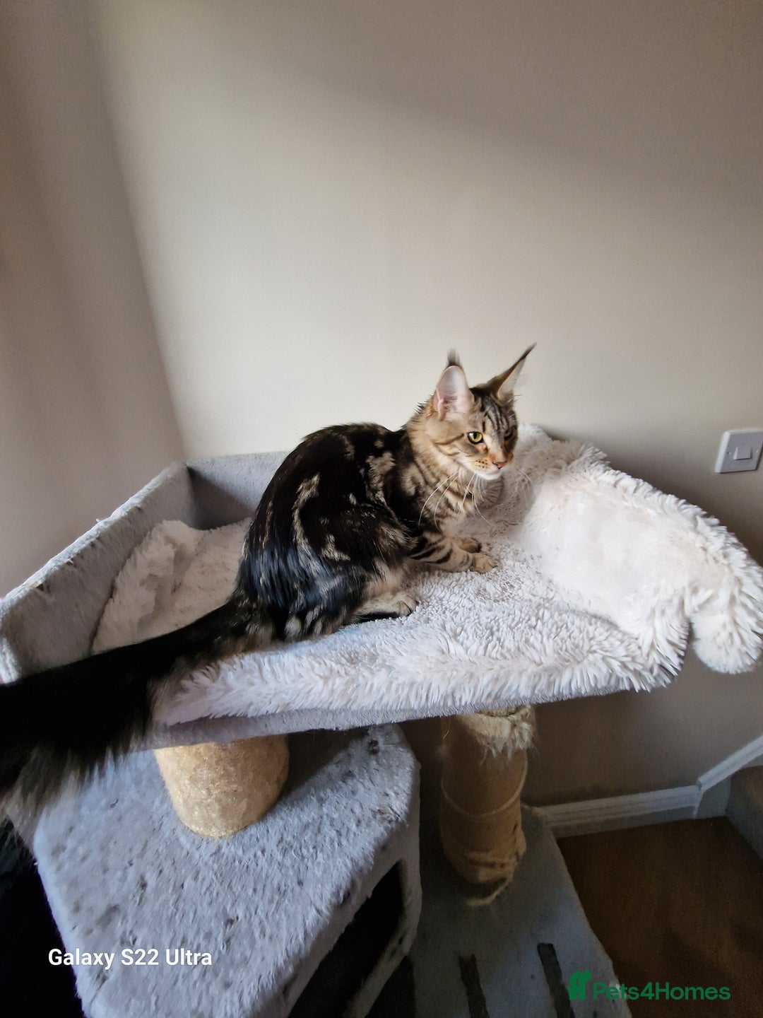 Maine Coon cats for sale: 🎀Females- MAINE COON🎀 - Advert 9