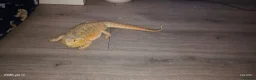 Bearded Dragon reptiles for sale: 3 year old bearded dragon for sale with vivarium  in Birmingham - Advert 2