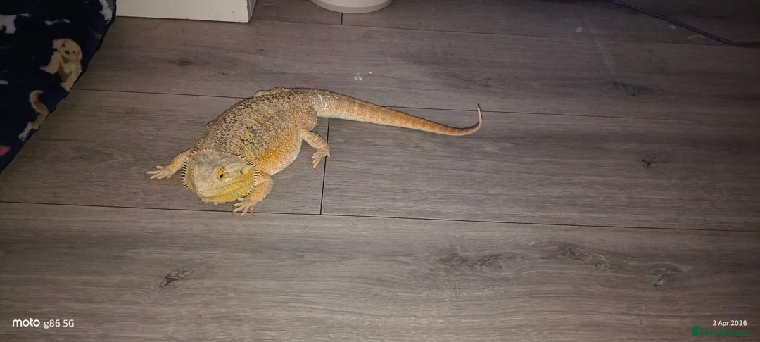Bearded Dragon reptiles for sale: 3 year old bearded dragon for sale with vivarium  in Birmingham - Advert 2