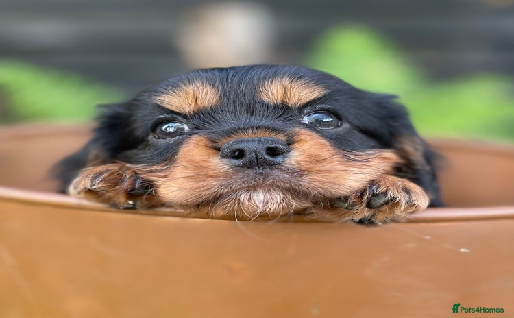 Cavalier King Charles Spaniel dogs - Advert 13
