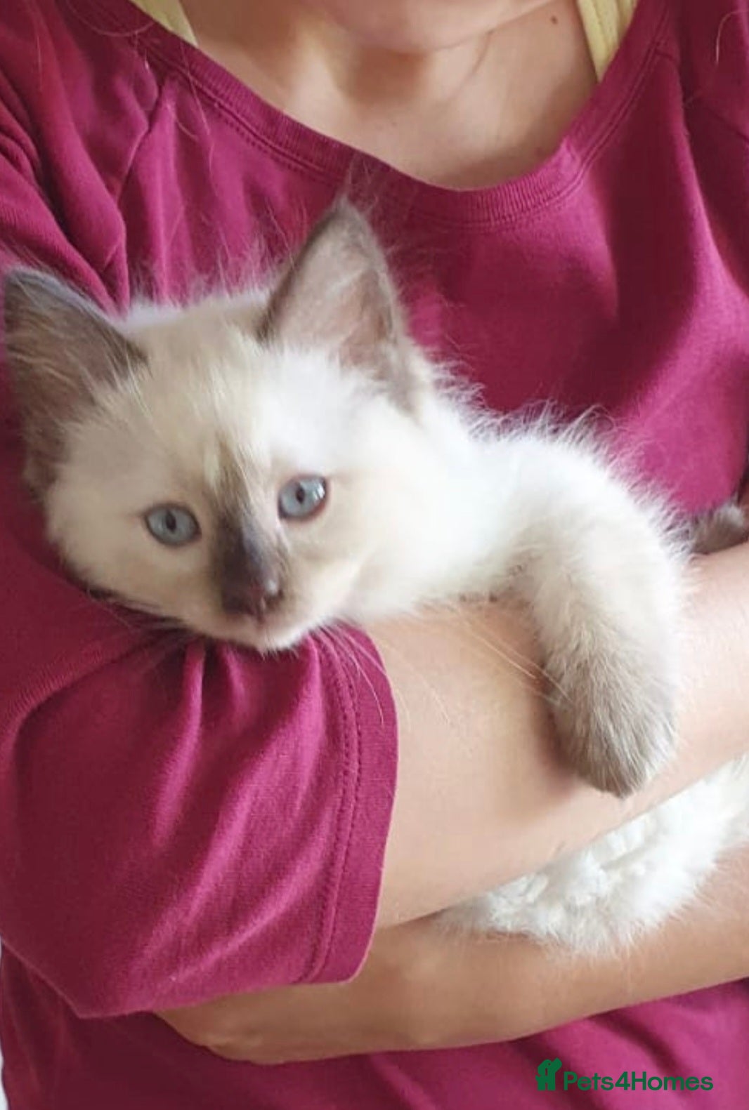 Ragdoll cats Last girl ragdoll available now ❤️ - Advert 5