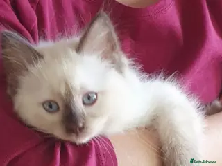 Ragdoll cats Last girl ragdoll available now ❤️ - Advert 5