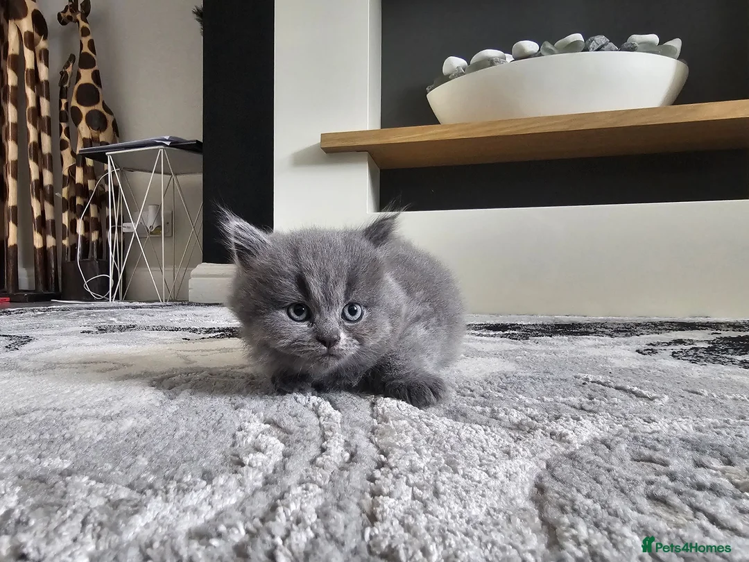 British Shorthair cats for sale: Blue british shorthair showcat kittens - Advert 10