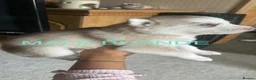 Siberian Husky dogs for sale: PURE SIBERIAN HUSKY PUPS - Advert 9