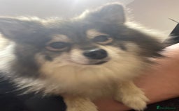 Pomsky dogs for sale: 3 Pomsky Adults  - Image 10