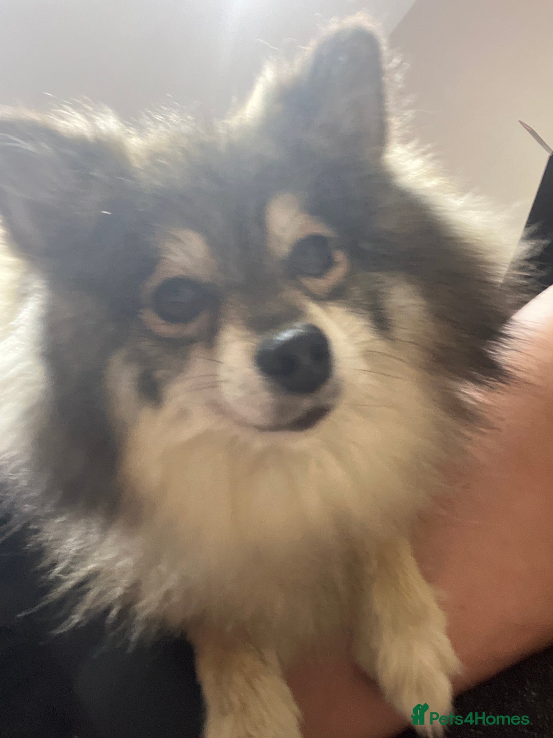 Pomsky dogs for sale: 3 Pomsky Adults  - Image 10