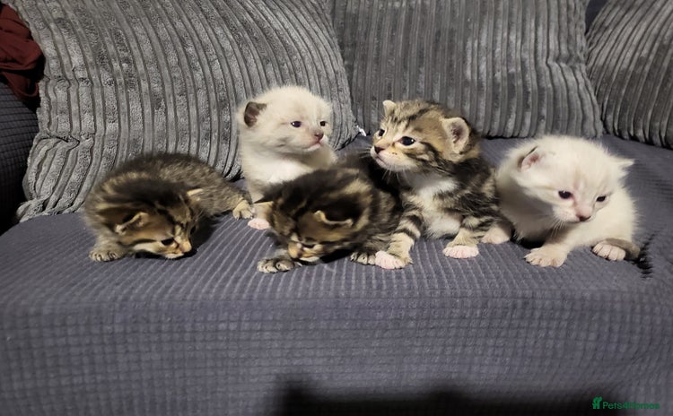 Mixed Breed cats - Advert 1