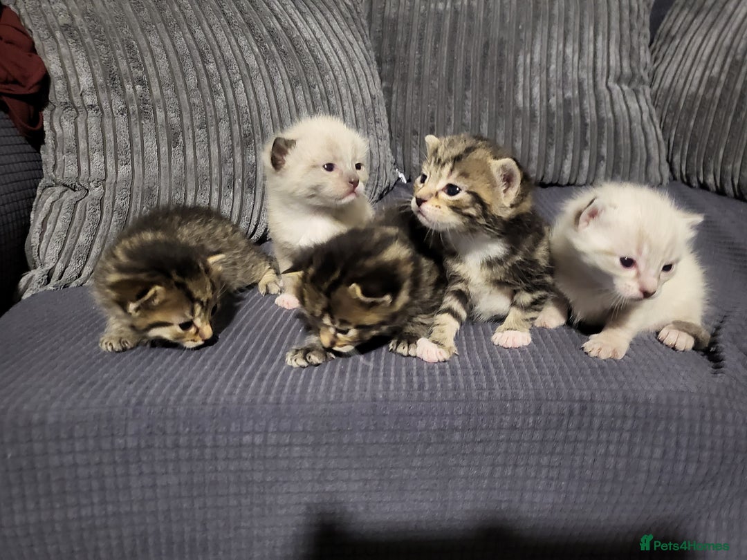 Mixed Breed cats for sale: Kittens for sale - Image 1