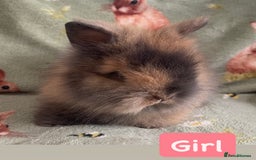 Lionhead rabbits for sale: Stunning DM lionhead rabbits 🐰 - Image 5