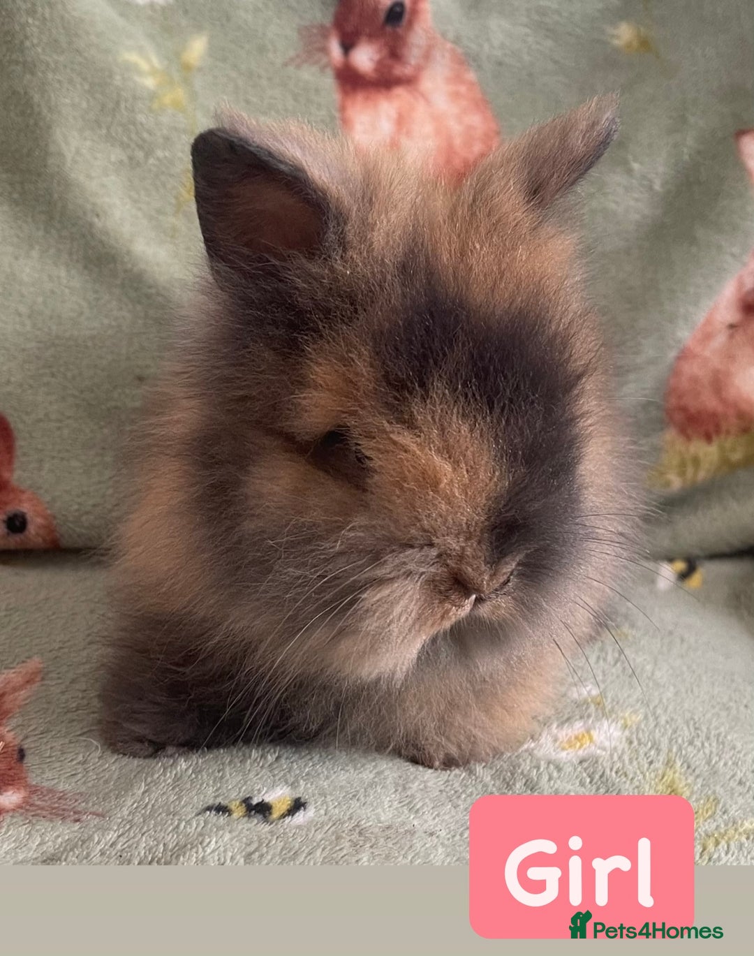 Lionhead rabbits for sale: Stunning DM lionhead rabbits 🐰 - Image 5