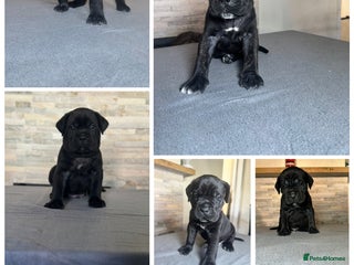 Cane Corso dogs - Advert 4