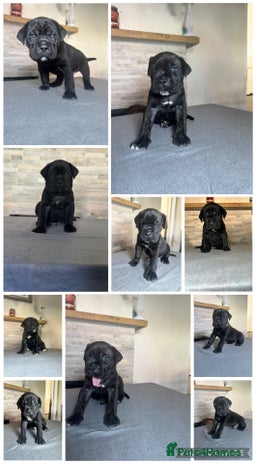 Cane Corso dogs - Advert 1