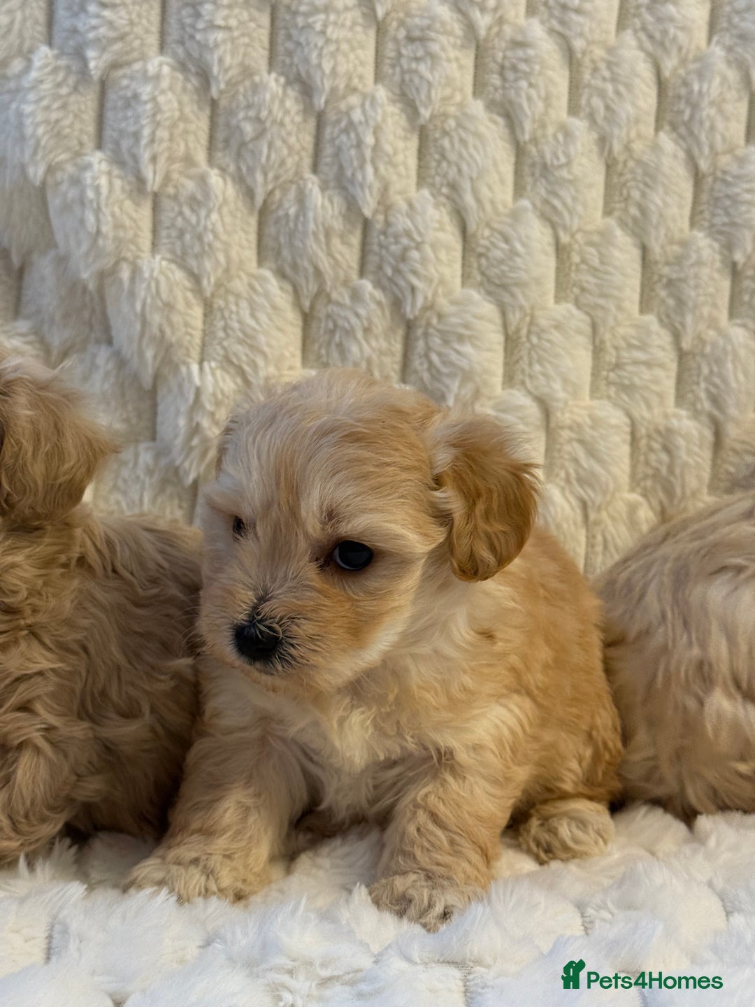 Maltipoo dogs for sale: ❤️MALTIPOO PUPPIES❤️ - Advert 6