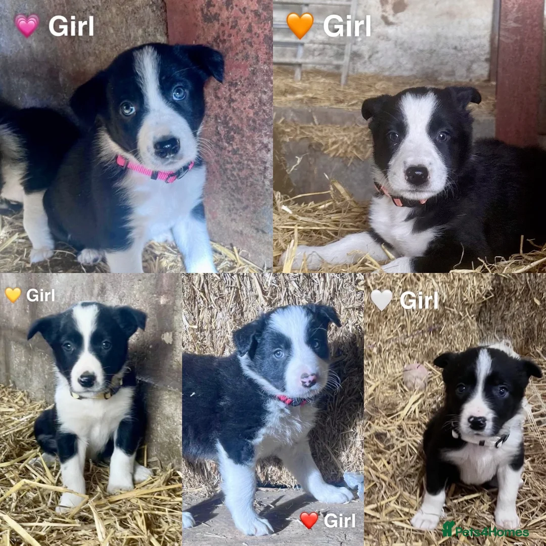 Border Collie dogs for sale: Beautiful Border Collie Pups 🖤🤍🐾 - Advert 2