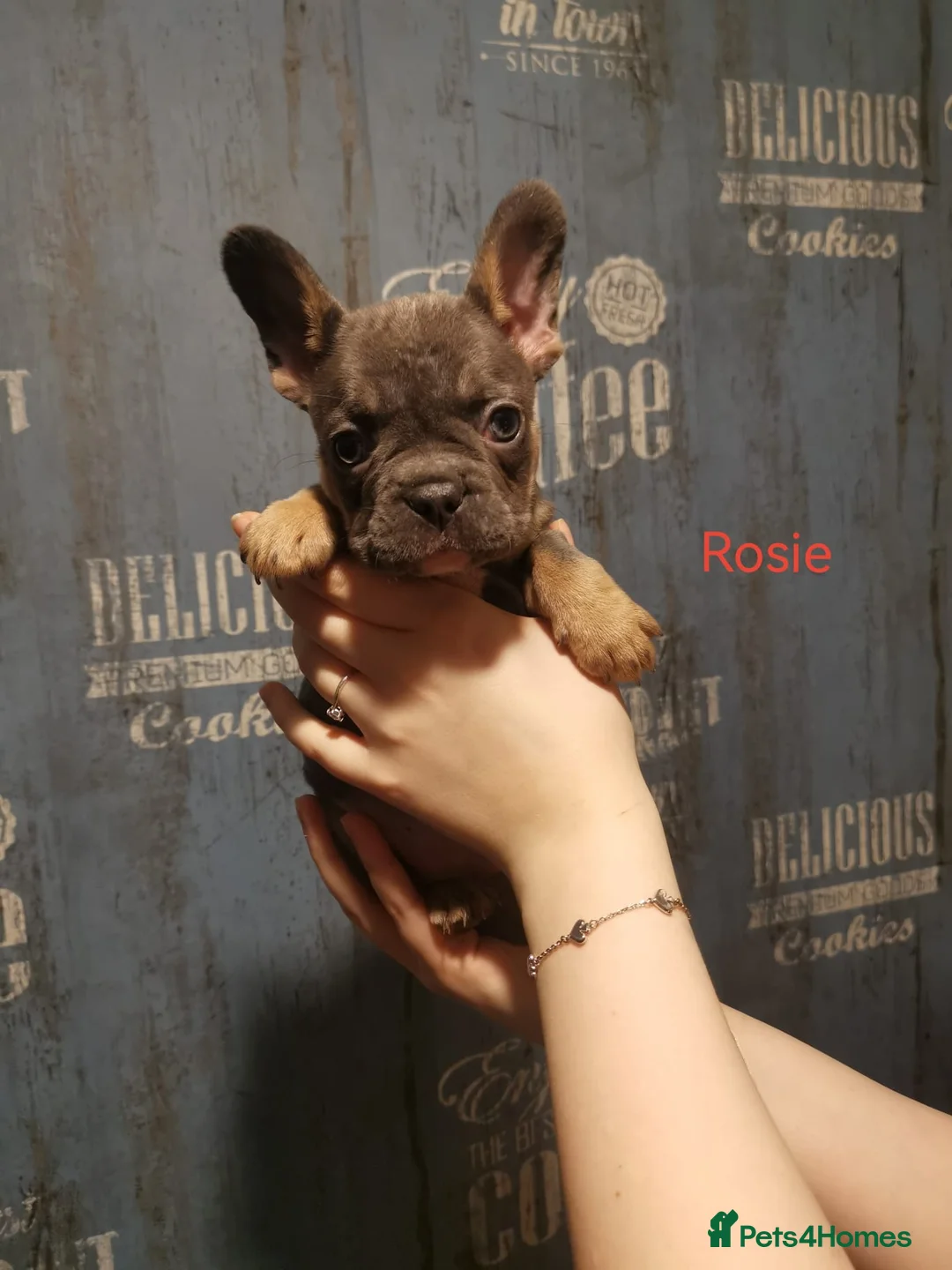 French Bulldog dogs for sale: 6 puppies are looking for only loving home  in Grays - Advert 2