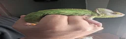 Chameleon reptiles for sale: Female Cameleon - Advert 4