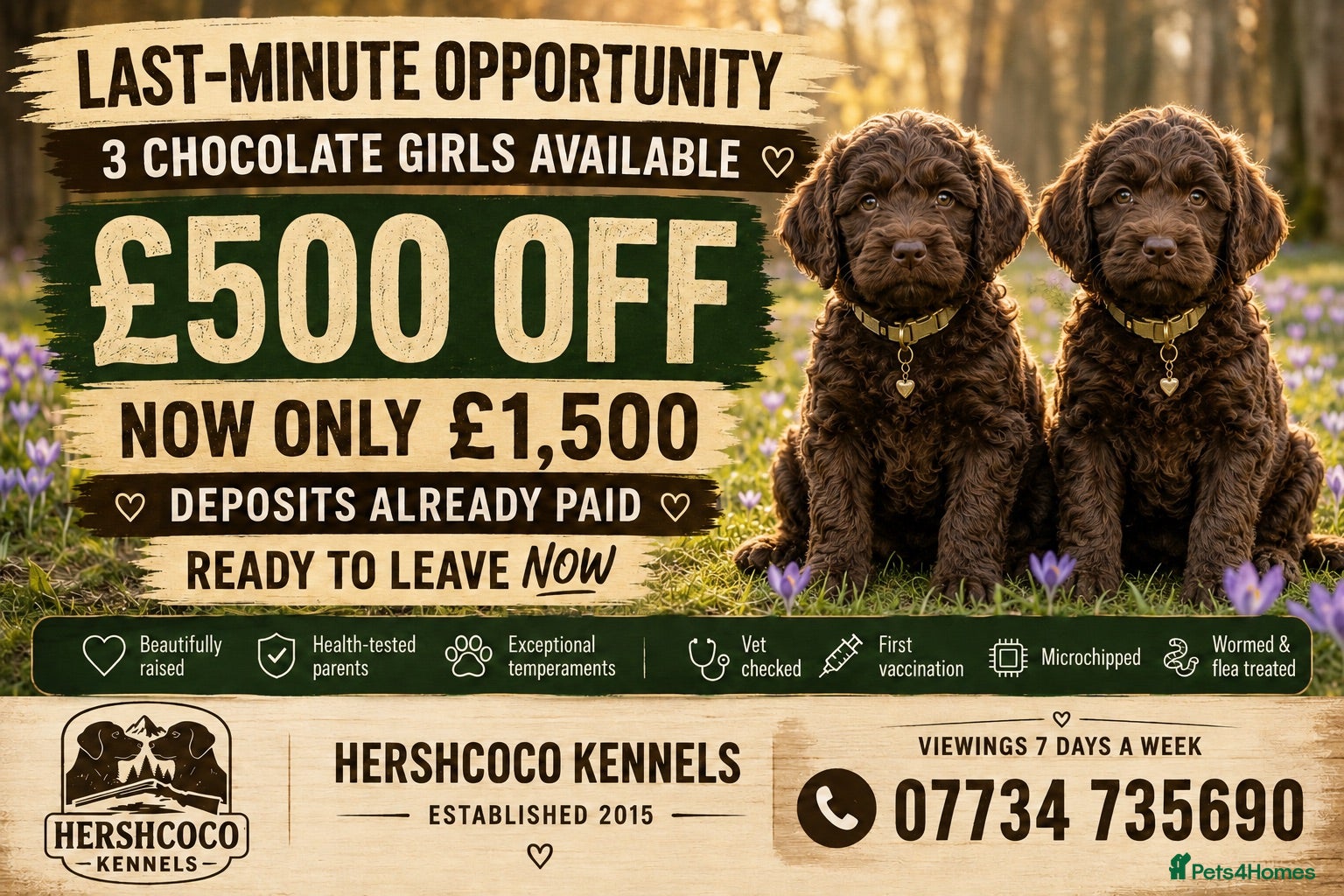Labradoodle dogs £500 OFF! Stunning Chocolate Girls Ready Now - Advert 1