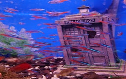 Other/Mixed Breed fish for sale: Fish Stock List - Updated Regularly  - Image 3