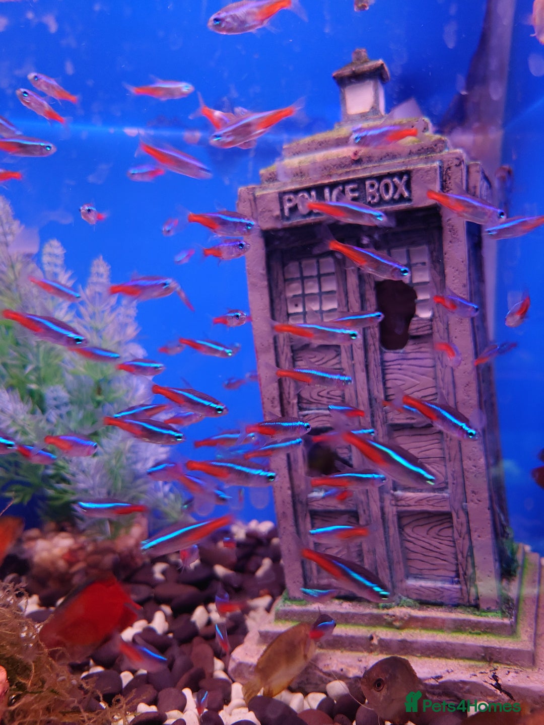 Other/Mixed Breed fish for sale: Fish Stock List - Updated Regularly  - Image 3