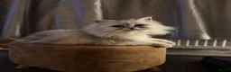 Persian cats for sale: Persian lady - Advert 1