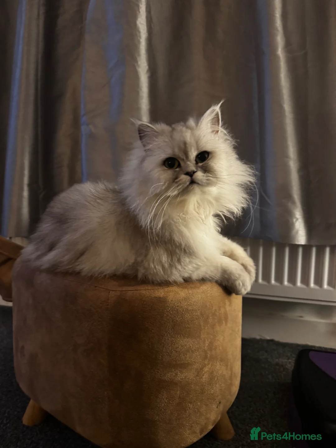 Persian cats for sale: Persian lady - Advert 1