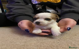 Jack Russell dogs for sale: Small Jack Russell pups  - Image 5