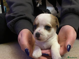 Jack Russell dogs - Advert 8