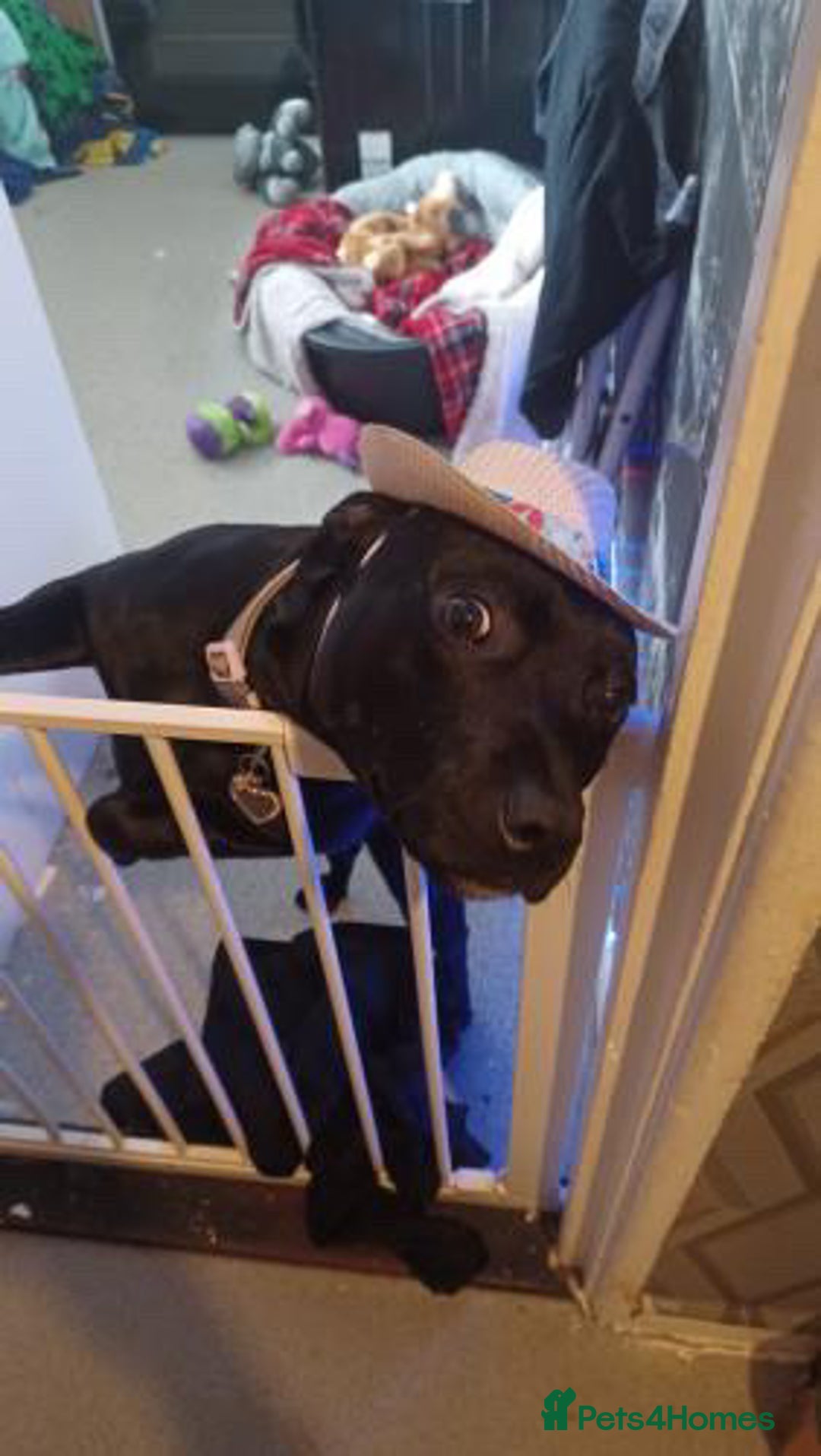 Bull Terrier dogs for sale: Female staffy for sale  - Advert 1